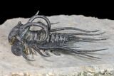 Dicranurus Trilobite - Free Standing Spines! #161341-2